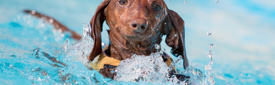 Dog plons 2.jpeg