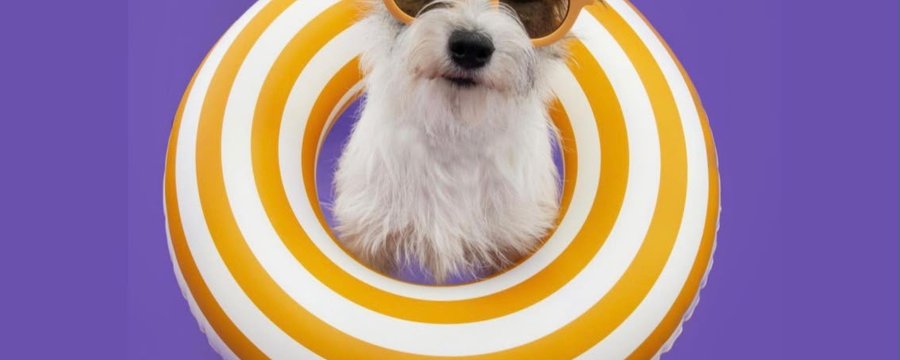 Dogplons 2026