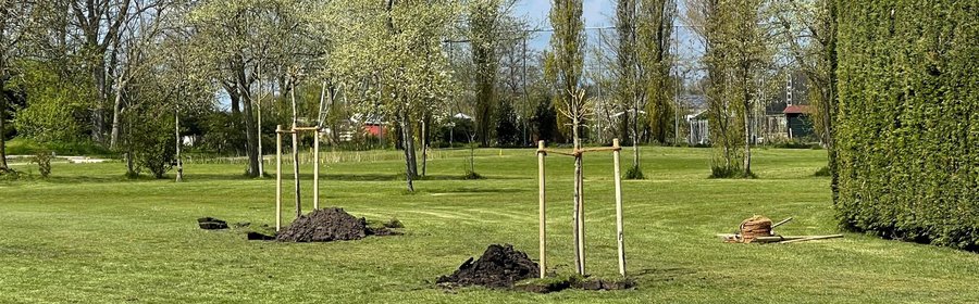Aanplant wilgen hole 5