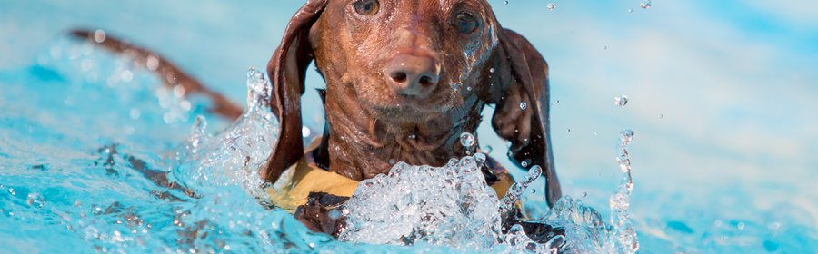 hondenzwemmen Het Wedde.jpg