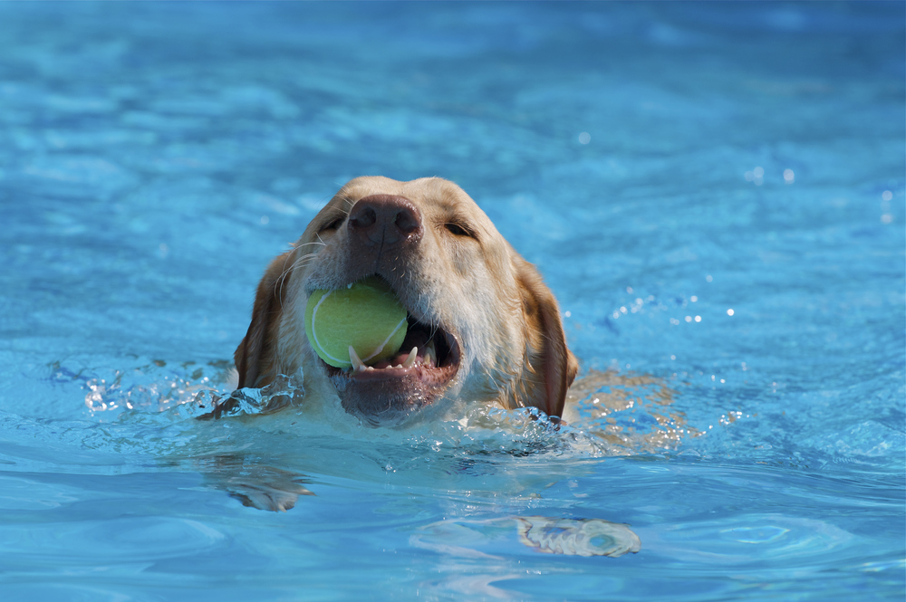 Dog's Plons in het Openluchtbad De Goffert!